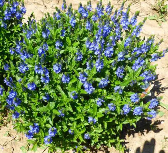 Veronica austriaca Venice Blue, Venice Bue Veronica