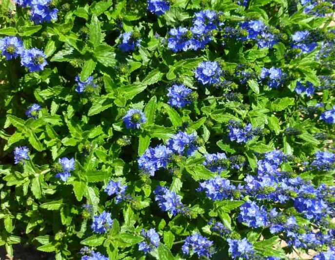 Veronica austriaca Venice Blue, Venice Bue Veronica