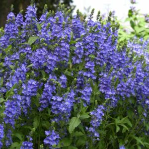 Veronica austriaca Venice Blue, Venice Bue Veronica