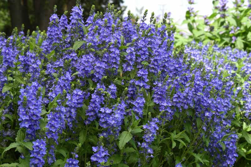 Veronica austriaca Venice Blue, Venice Bue Veronica