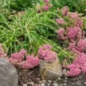 Why is my sedum flopping, Flopping sedum in the garden