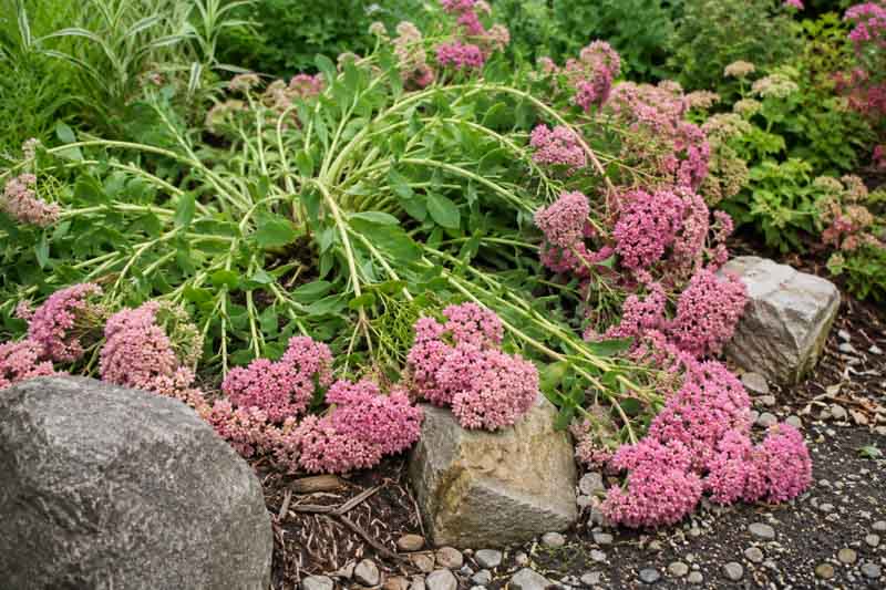 Why is my sedum flopping, Flopping sedum in the garden