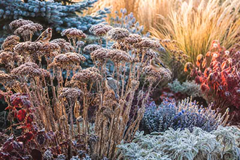 Winter garden with sedum, songbirds and frost