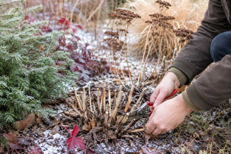 Winter gardening with pruning shears