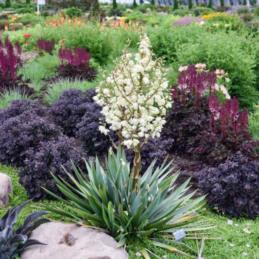 Yucca 'Dragon Slayer' in bloom, Adam's Needle in bloom