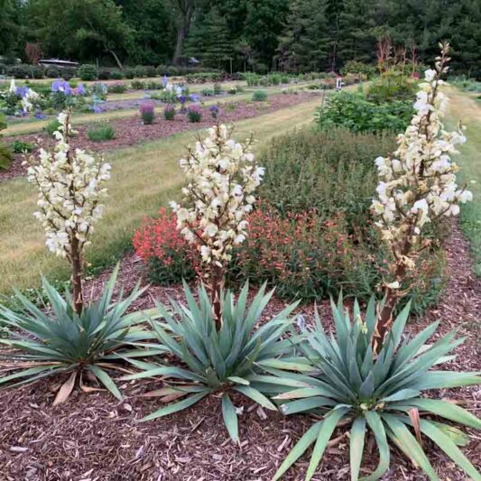 Yucca 'Dragon Slayer' in bloom, Adam's Needle in bloom