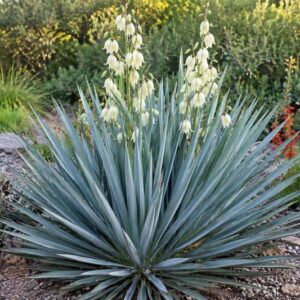 Yucca Silver Anniversary, Desert garden with yucca blooms