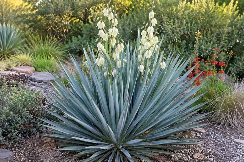 Yucca Silver Anniversary, Desert garden with yucca blooms