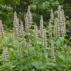 agastache scrophulariifolia, Lush garden with flowering spikes