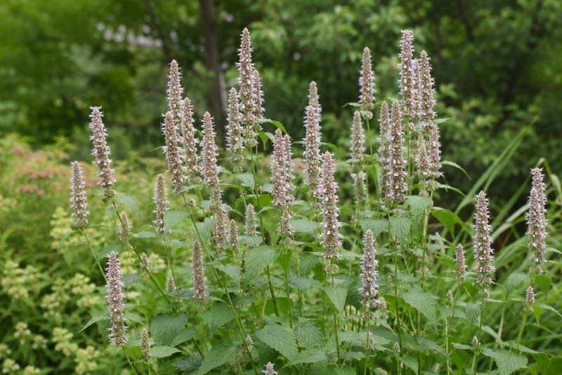 agastache scrophulariifolia, Lush garden with flowering spikes