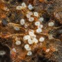 bulb mites clustered on decaying organic bulb tissue