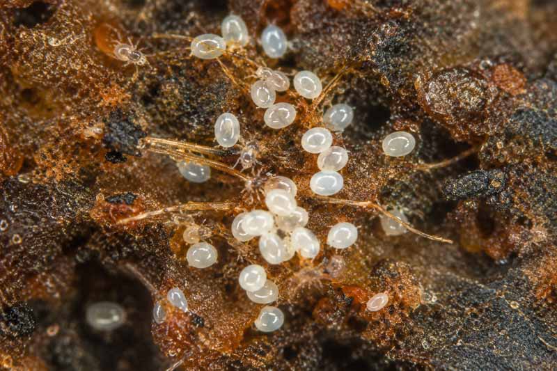 bulb mites clustered on decaying organic bulb tissue