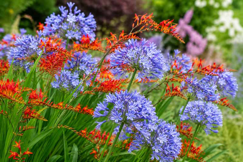 crocosmia and agapanthus, Vibrant garden blooms in contrast