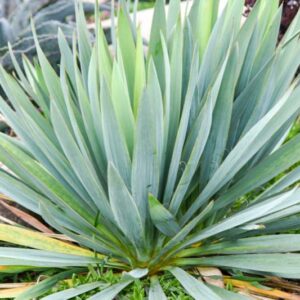 Yucca 'Dragon Slayer', Adam's Needle