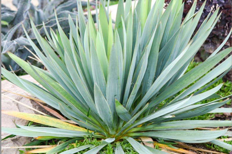 Yucca 'Dragon Slayer', Adam's Needle