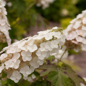 Hydrangea quercifolia Gatsby Gal, Gatsby Gal Oakleaf Hydrangea, Gatsby Gal Hydrangea, Oakleaf Hydrangea