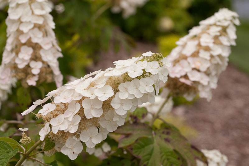 Hydrangea quercifolia Gatsby Gal, Gatsby Gal Oakleaf Hydrangea, Gatsby Gal Hydrangea, Oakleaf Hydrangea