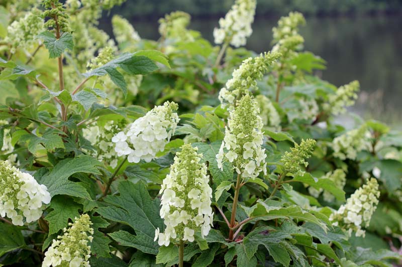 Hydrangea quercifolia Gatsby Gal, Gatsby Gal Oakleaf Hydrangea, Gatsby Gal Hydrangea, Oakleaf Hydrangea