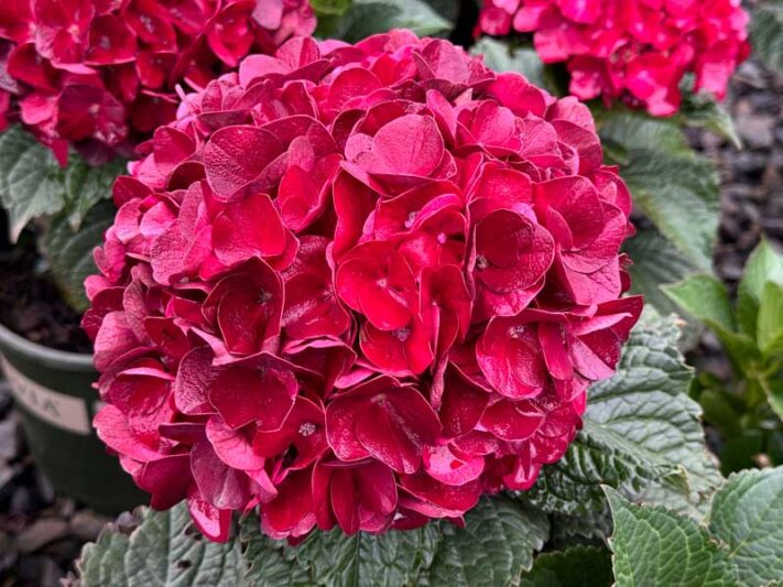 Centennial Ruby Hydrangea, Centennial Ruby Hydrangea Macrophylla, Centennial Ruby Mophead Hydrangea