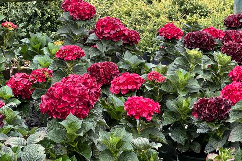 Centennial Ruby Hydrangea, Centennial Ruby Hydrangea Macrophylla, Centennial Ruby Mophead Hydrangea