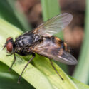 Narcissus bulb fly destroys daffodil bulbs from within