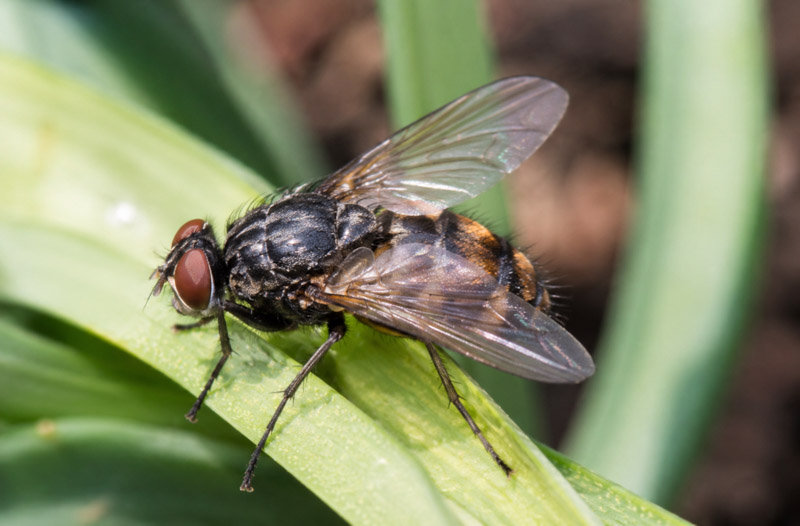 Narcissus bulb fly destroys daffodil bulbs from within