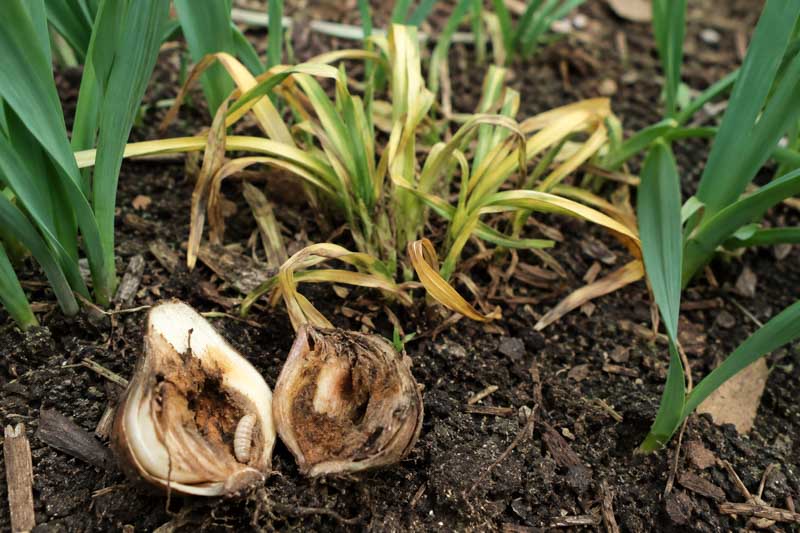 Narcissus bulb fly destroys daffodil bulbs from within