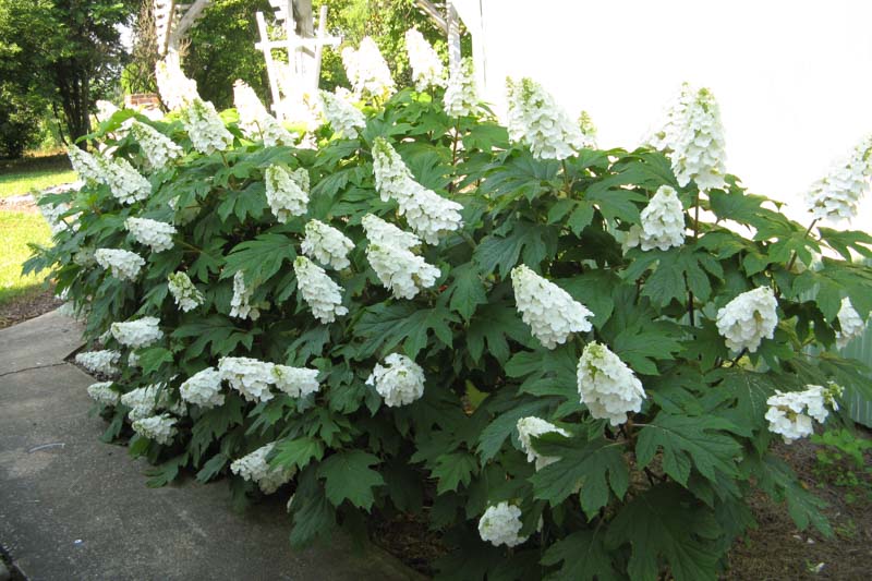 Hydrangea quercifolia Gatsby Gal, Gatsby Gal Oakleaf Hydrangea, Gatsby Gal Hydrangea, Oakleaf Hydrangea