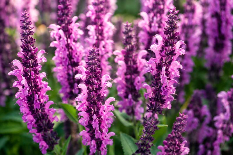 Salvia nemorosa Pink Nebula, Vibrant purple garden blooms