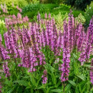 Salvia nemorosa Pink Nebula, Vibrant purple garden blooms