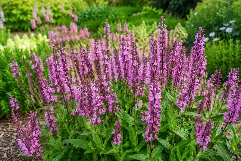 Salvia nemorosa Pink Nebula, pink woodland sage with purple calyces and pollinator-friendly flower spikes