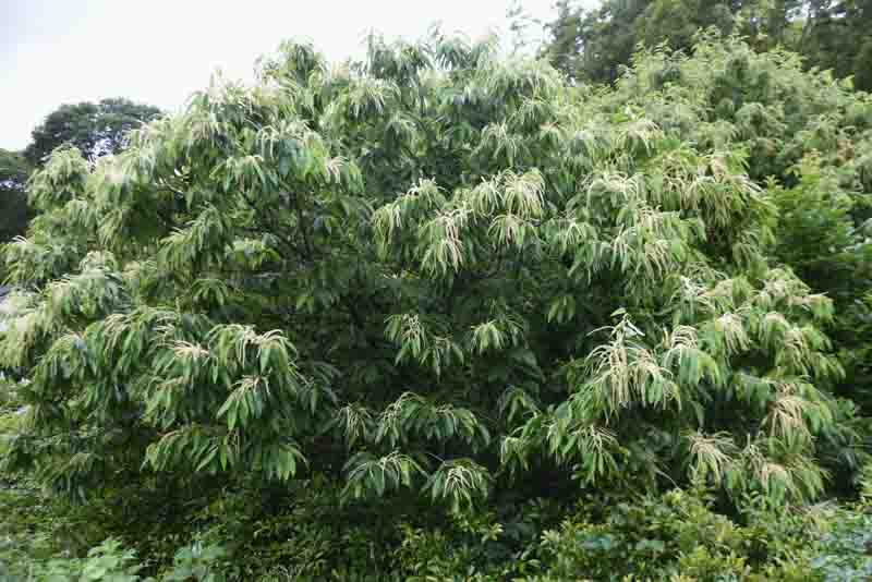 Japanese Chestnut, Kuri, Chestnut, Castanea crenata