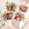 Succulent garden. Rare succulents echeveria, sedum, pachyveria and crassula on white