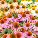 Coneflowers That Return Year After Year
