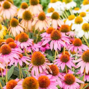Coneflowers That Return Year After Year