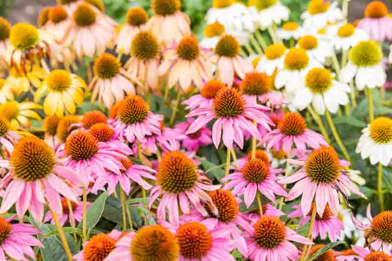 Coneflowers That Return Year After Year