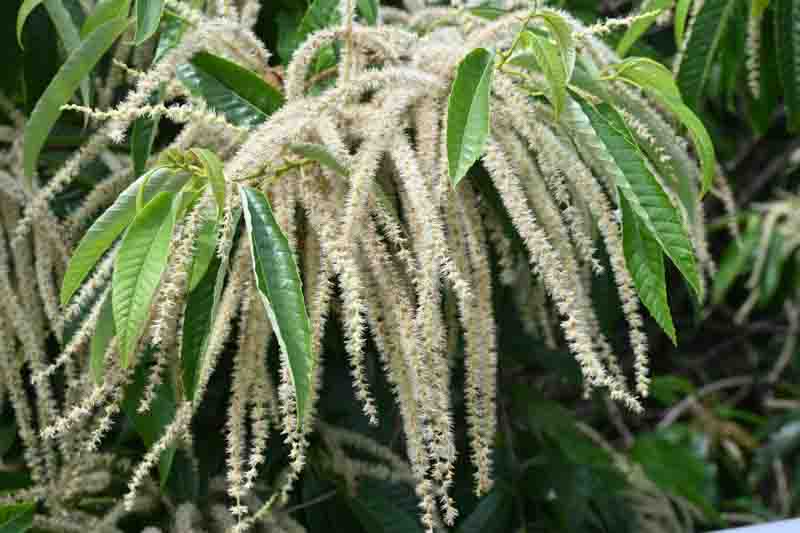 Japanese Chestnut, Kuri, Chestnut, Castanea crenata