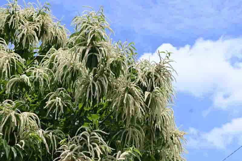 Japanese Chestnut, Kuri, Chestnut, Castanea crenata