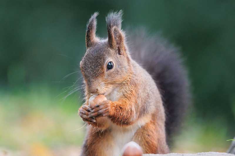 Squirrel eating a nut