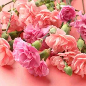 Beautiful carnation flowers on pink background, closeup