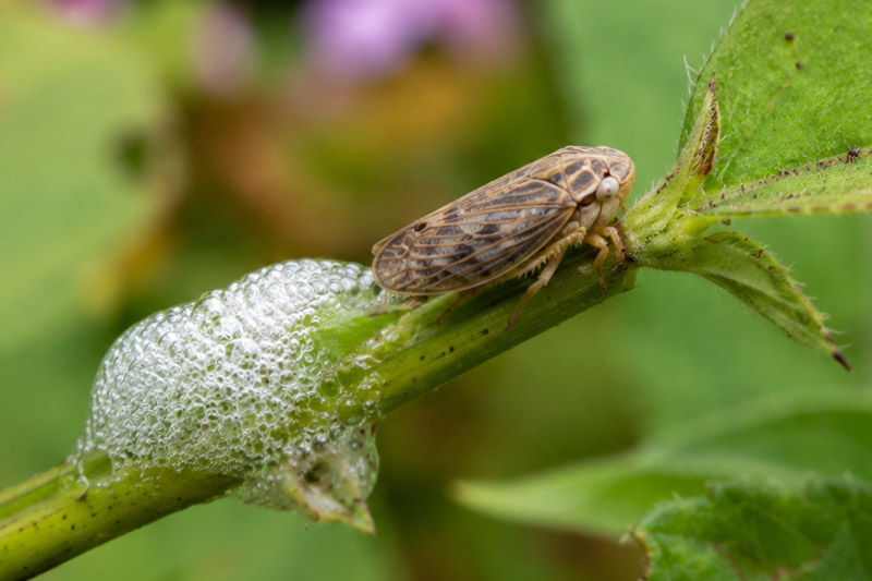 Spittlebugs are the immature nymphs of froghoppers, small sap-feeding insects that hide inside white, frothy bubbles often called “cuckoo spit.”