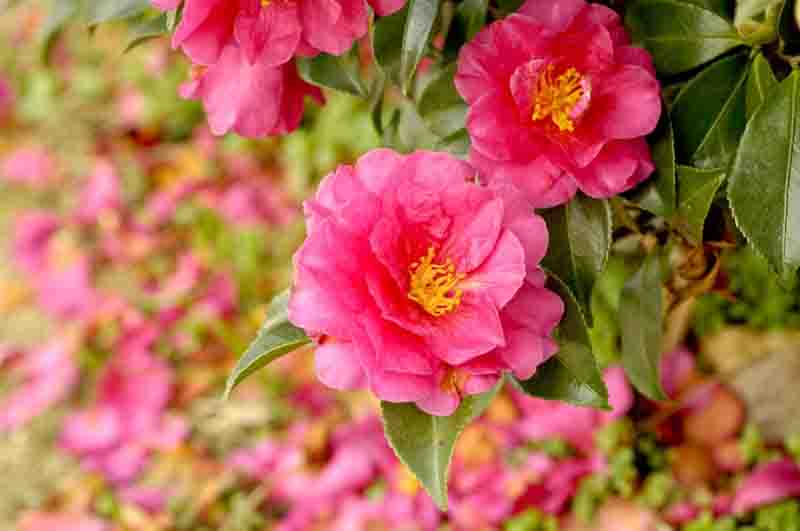 Camellia sasanqua, Fall Camellia, Fall blooming Camellia