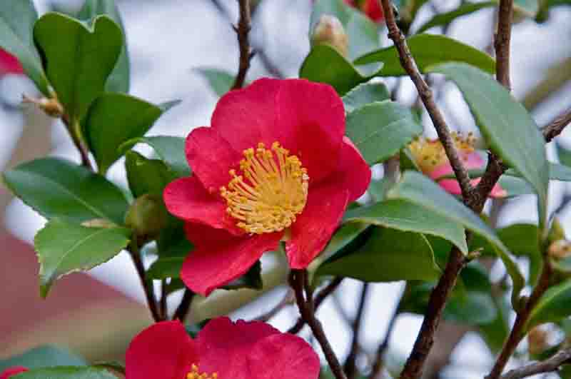 Camellia x vernalis 'Yuletide' with single red flowers and prominent golden stamens