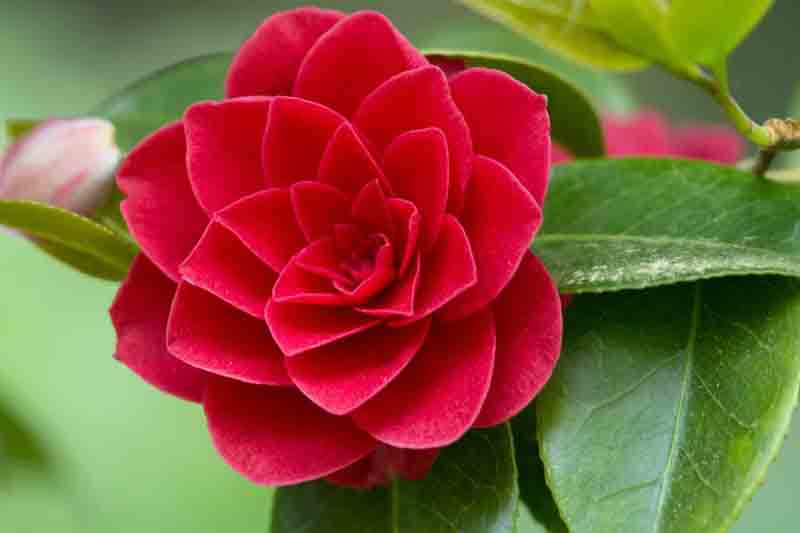 Camellia japonica, Japanese Camellia, Winter Blooming