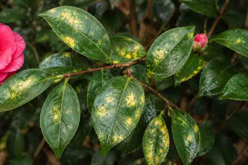 A close-up of tea-scale damage on glossy camellia foliage