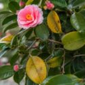 A natural camellia close-up with yellowing foliage and a softly blurred garden background