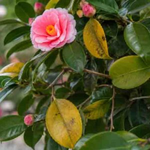 A natural camellia close-up with yellowing foliage and a softly blurred garden background