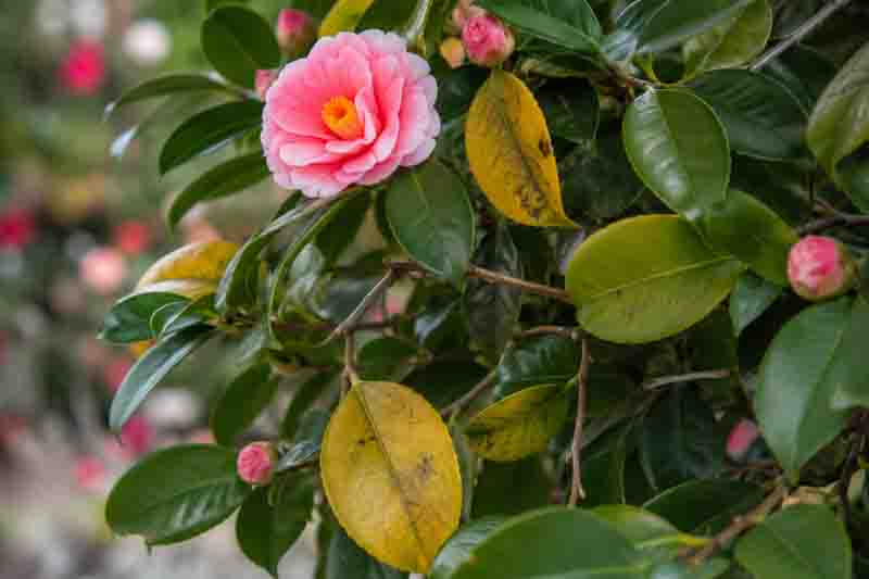 A natural camellia close-up with yellowing foliage and a softly blurred garden background