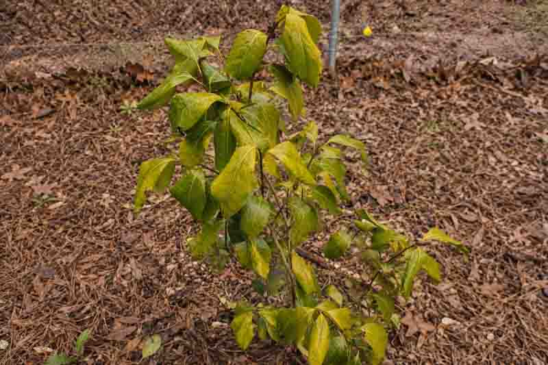 A stressed camellia with glossy, wilting, yellowing leaves in a natural garden setting