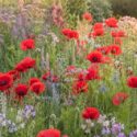 A vibrant poppy-filled wildflower meadow